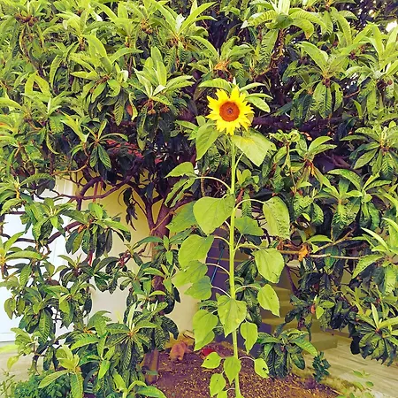 Apartmán Leonica